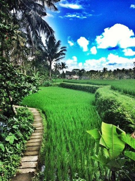 ubud1