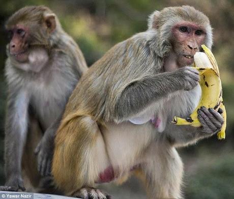 peeling the bananas the right way ~ the monkey way !!!