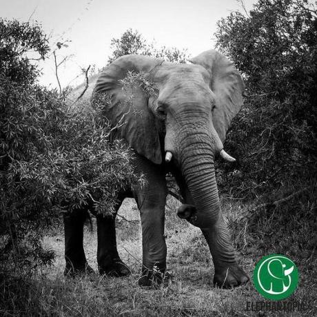 5 Ways to Celebrate World Elephant Day