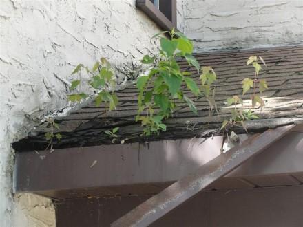 trees growing in roof