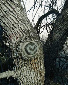 Boulder Colorado heart tree