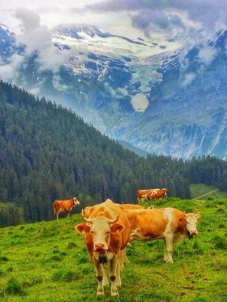 Cows and glaciers...only in Switzerland!