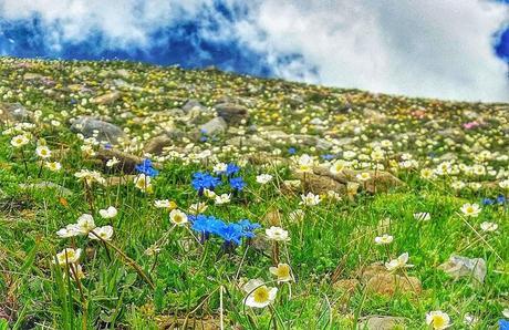 Mountain wildflowers seen descending from the Faulhorn to the Bussalp in the Jungfrau region of Switzerland.