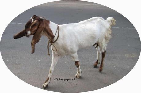 rabid bovines and animals encountered on Chennai city streets !