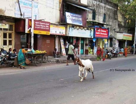 rabid bovines and animals encountered on Chennai city streets !