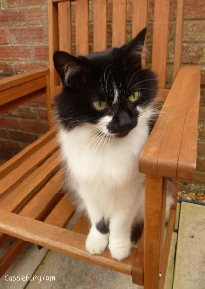 5 ways to improve your pet’s health