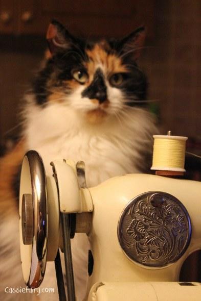 5 ways to improve your pet’s health