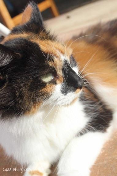 5 ways to improve your pet’s health