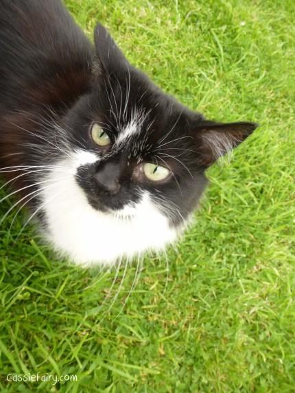 5 ways to improve your pet’s health