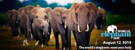 Celebrate World Elephant Day With 5 Great Organizations Celebrate World Elephant Day With 5 Great Organizations