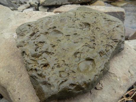 Fossils in a rock from the Chemung River