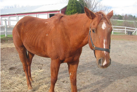 horse rescue NJ