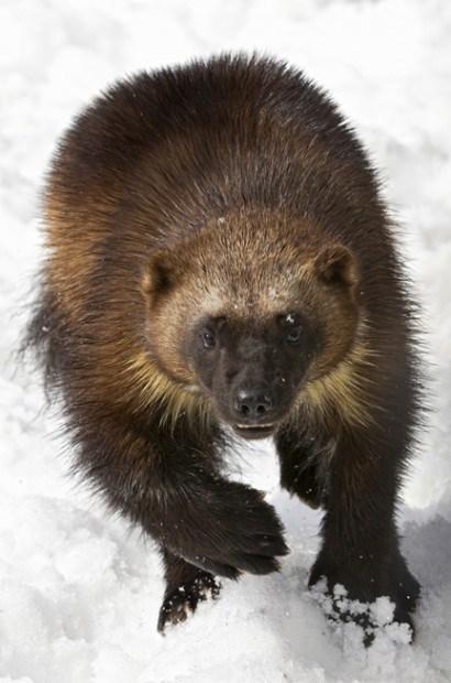 Last 250-300 Wolverines in Lower-48 Denied Protection