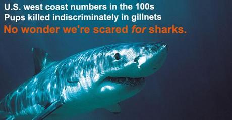 California’s Great White Sharks Need Our Help, Not Our Fear