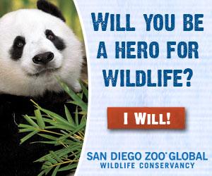 San-Diego-Zoo-Global