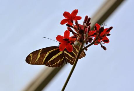 Phipps Conservatory and Botanical Garden