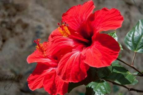 10502152_10100126121398955_7070530951705842861_n