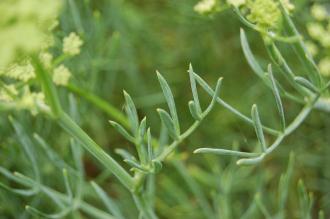 Crithmum maritimum Leaf (28/07/2014, Botanique National de Brest, France)