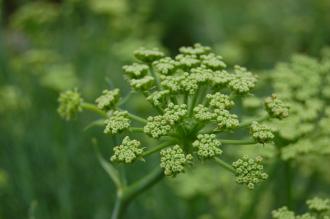 Crithmum maritimum Flower (28/07/2014, Botanique National de Brest, France)