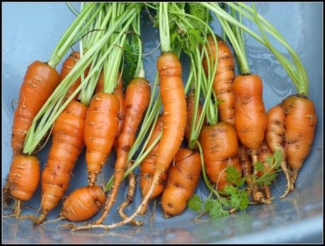 Carrots: Class 3