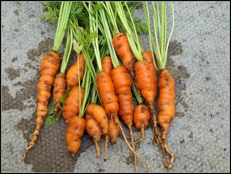 Carrots: Class 3