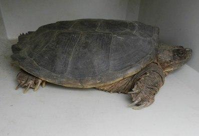 You Might Be a Wildlife Rehabilitator If…