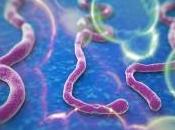 What Really Need Know About Ebola