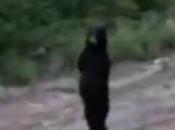 Mystery Walking Bear