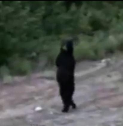 walking bear