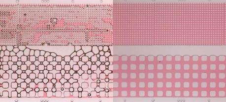 Foam sent through a microfluidic model created at Rice shows its ability to remove oil (pink) from low-permeability formations.