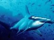 Sharks Ecosystem Regulators