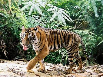 Tell Congress to Protect Tiger Habitat