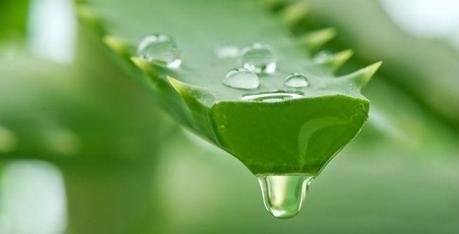 Aloe Vera Aloe Vera