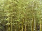 Phyllostachys Pubescens