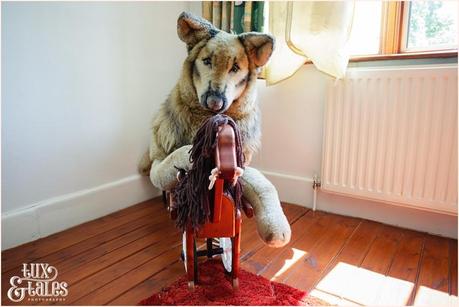 Stuffed dog riding a rocking horse