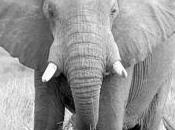 Oppose Lawful Ivory Protection 2014