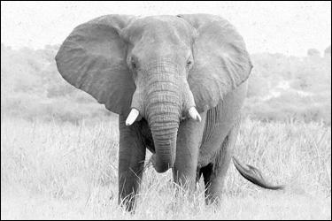 Oppose the Lawful Ivory Protection Act of 2014