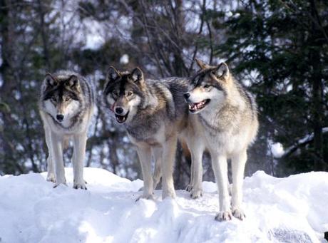 Why the NRDC’s Montana “Wolf Stamp” Must Be Stopped