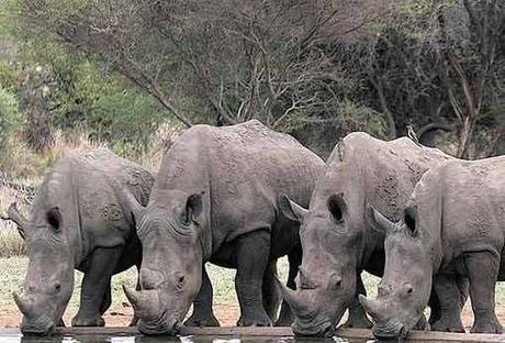 An Epic Move for Rhinos