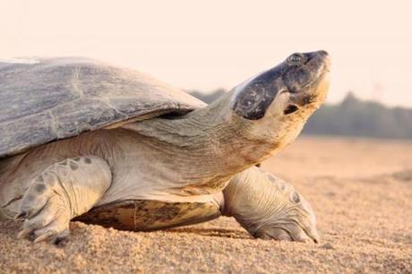 Scientists study ‘talking’ turtles in Brazilian Amazon