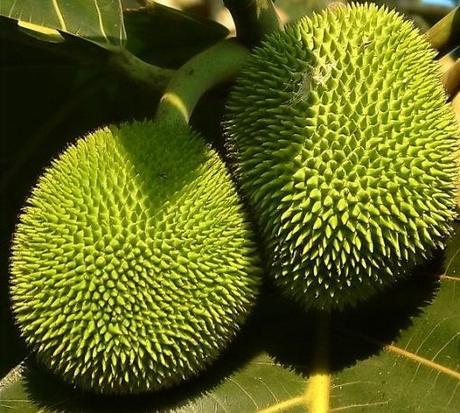 Top 10 Strange and Unusual Fruits