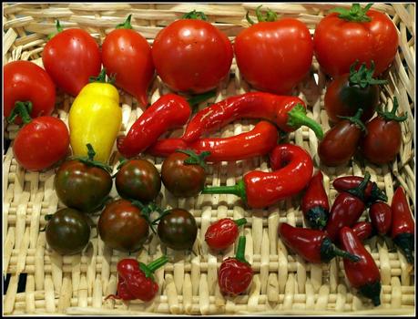 Picking chillis and tomatoes