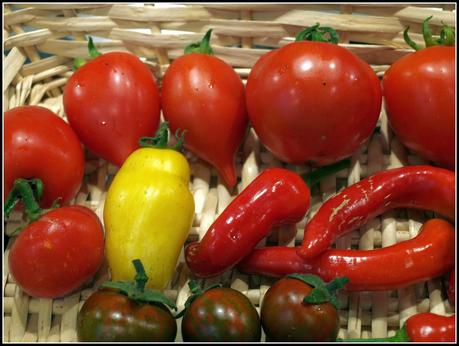 Picking chillis and tomatoes