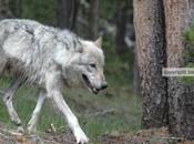 NRDC’s Montana “Wolf Stamp” Must Stopped