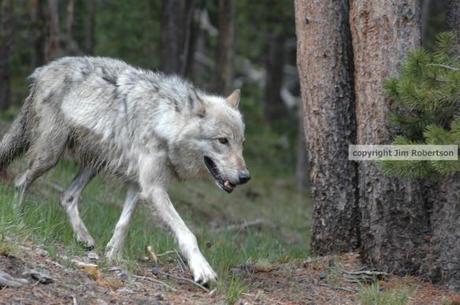 copyrighted-hayden-wolf-walking1