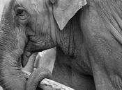 Abused Elephants Forced Perform Canada Need Your Help!