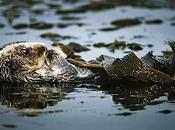 Another Reason Save Otters: They’re Helping Fight Climate Change