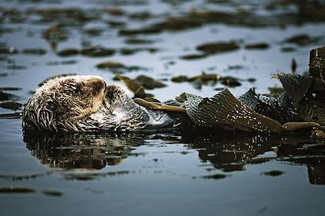 Another Reason to Save Sea Otters: They’re Helping Fight Climate Change