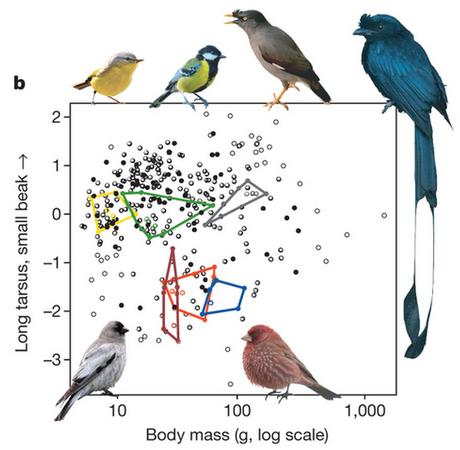 Do all species form the same way as songbirds?