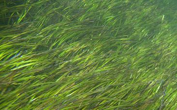 Let’s Start Caring About Kelp and Seagrass Like We Care About Rainforest